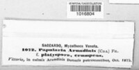 Apiospora arundinis image